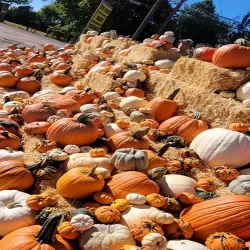 Pumpkin Patch and Corn Maze