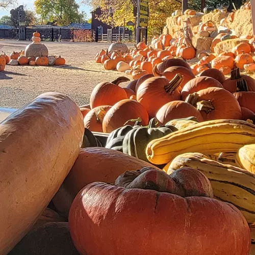 Pumpkin Patch and Corn Maze