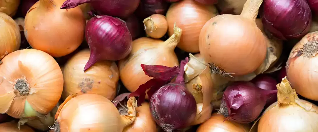 Onion and Garlic