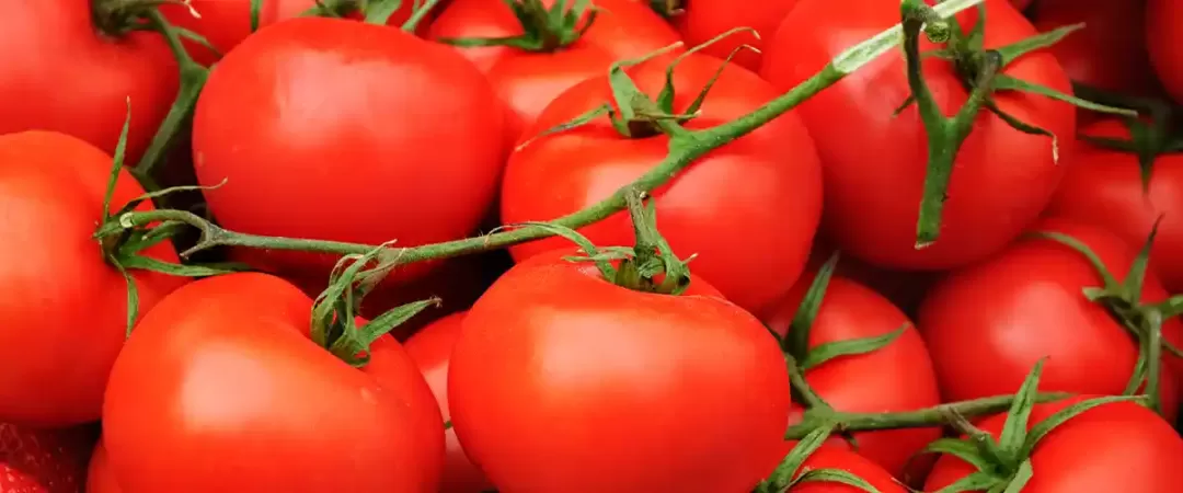 Tomatoes