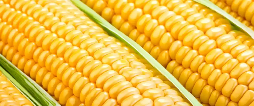 Corn