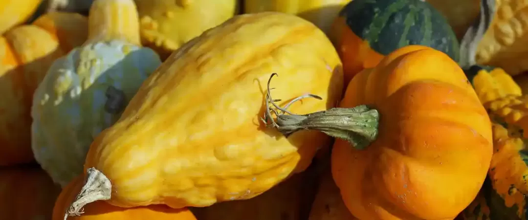 Winter Squash