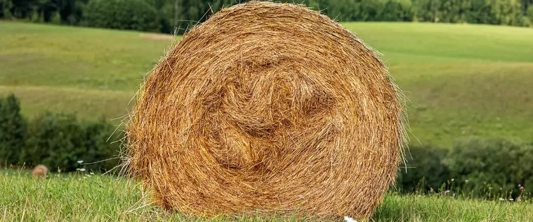 Hay