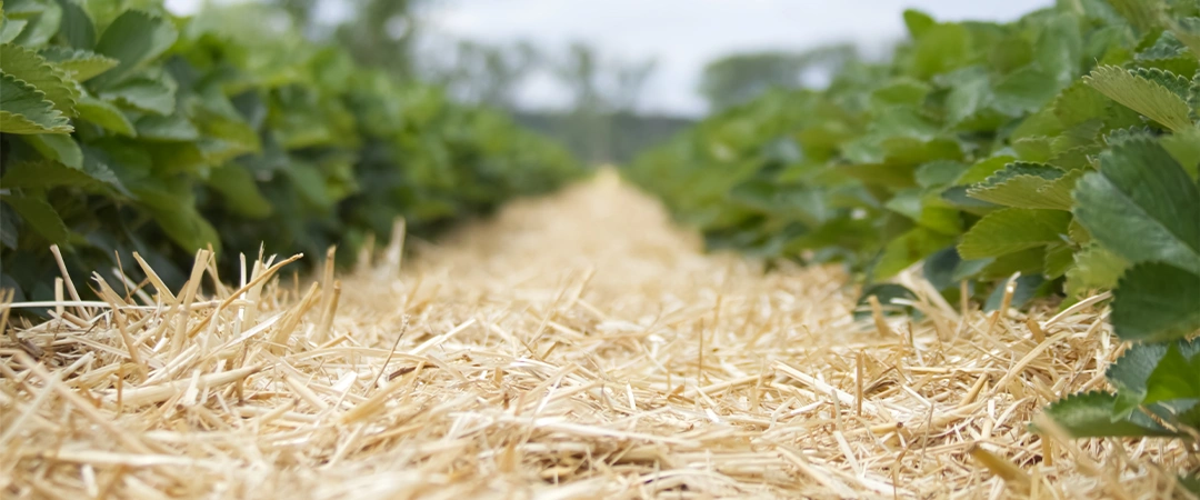 Straw