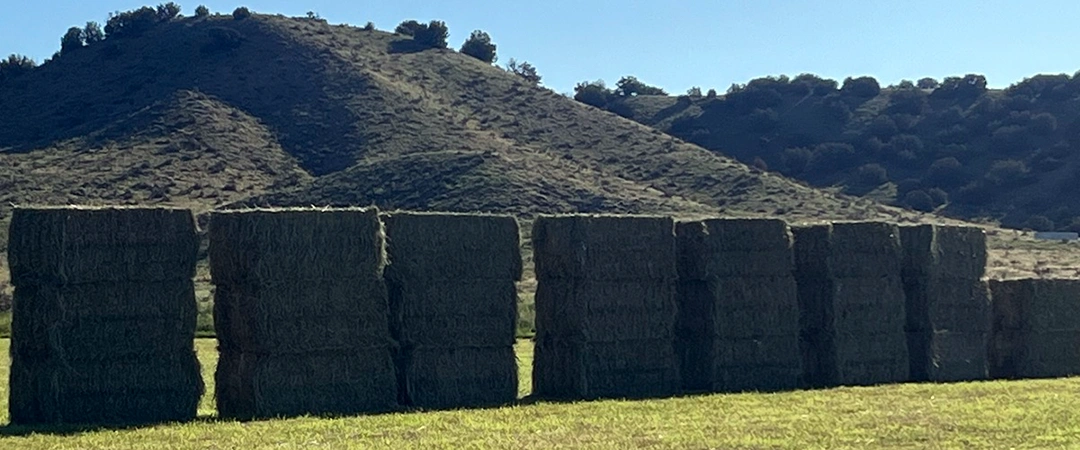 Hay